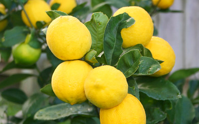 limon-komn