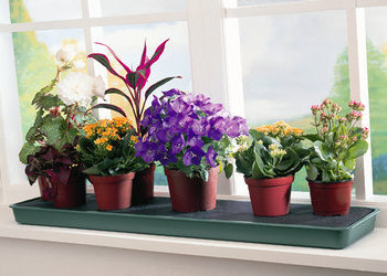 Цветущие комнатные растения