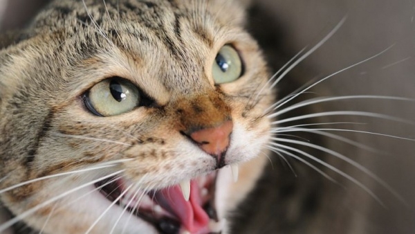 Что значат «мур» и «мяу», или Как научится понимать язык кошек