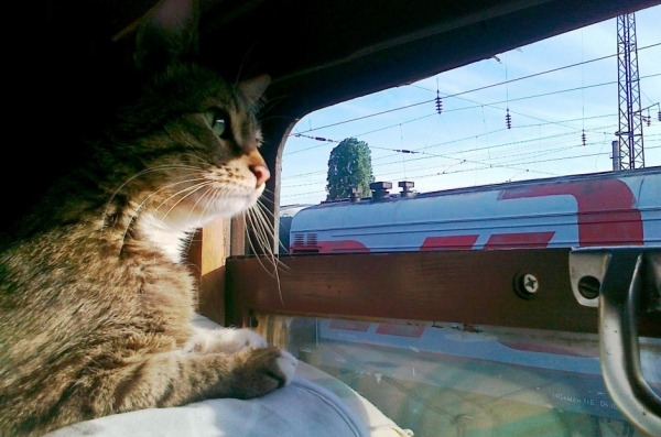 Перевозка кошек: в автобусах, поездах, самолетах...