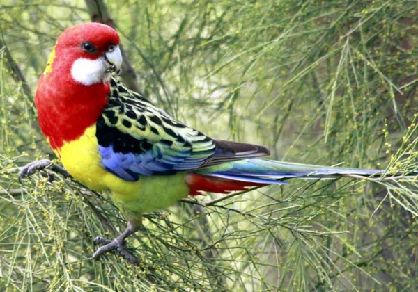 Как выбрать крылатого питомца: коротко о популярных видах попугаев