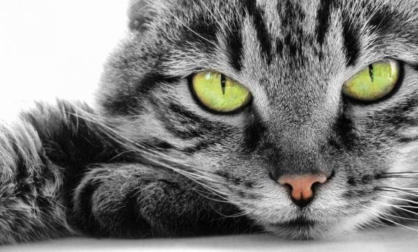 Особенности характера и психологии кошек