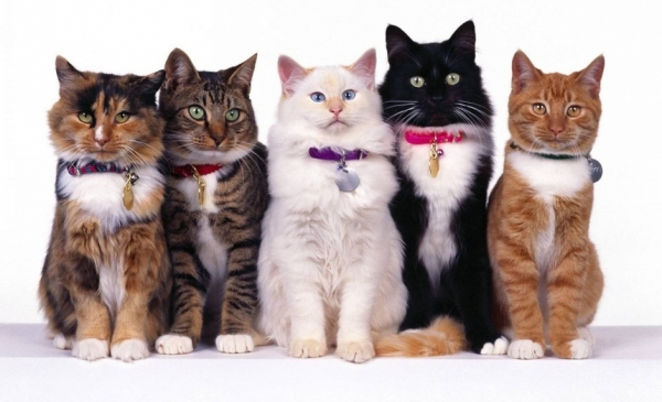 Выбор кошки: о чем стоит задуматься перед покупкой питомца?