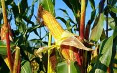 Чем полезна кукуруза?