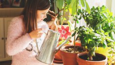 Как поливать комнатные растения зимой? 