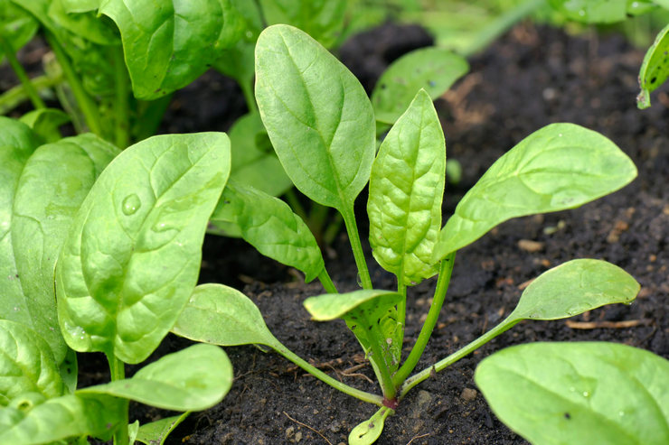 Как вырастить шпинат на подоконнике