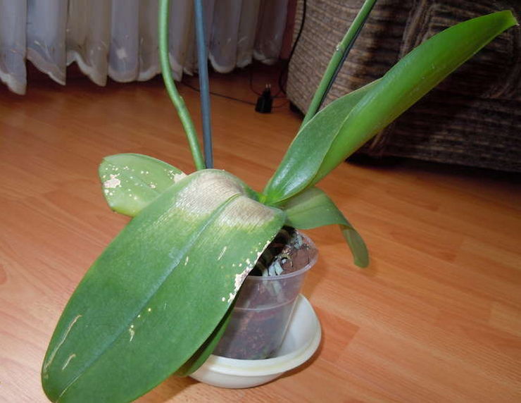 Почему желтеют листья у орхидеи фаленопсис