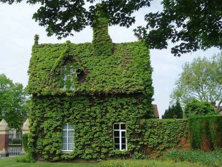 Озеленение фасада дома