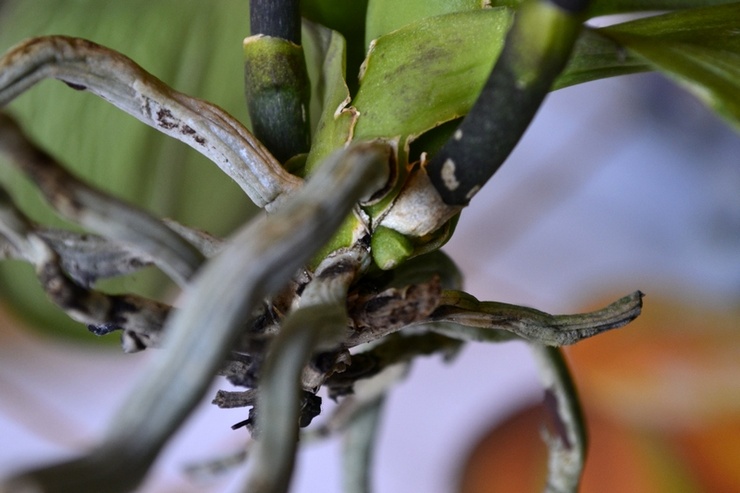 Почему корни орхидеи гниют и сохнут