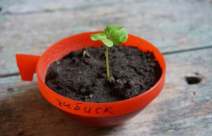 Как вырастить гибискус из семян