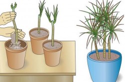 Стратификация семян в домашних условиях