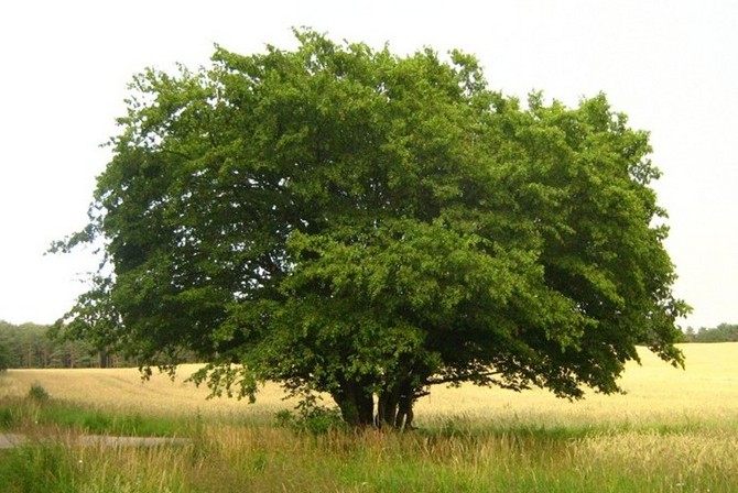 Дерево граб