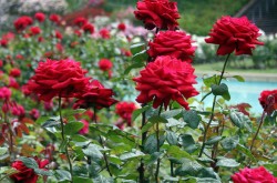 Кустовые розы