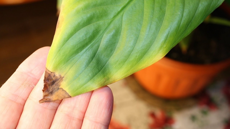 Подсыхают листья спатифиллума