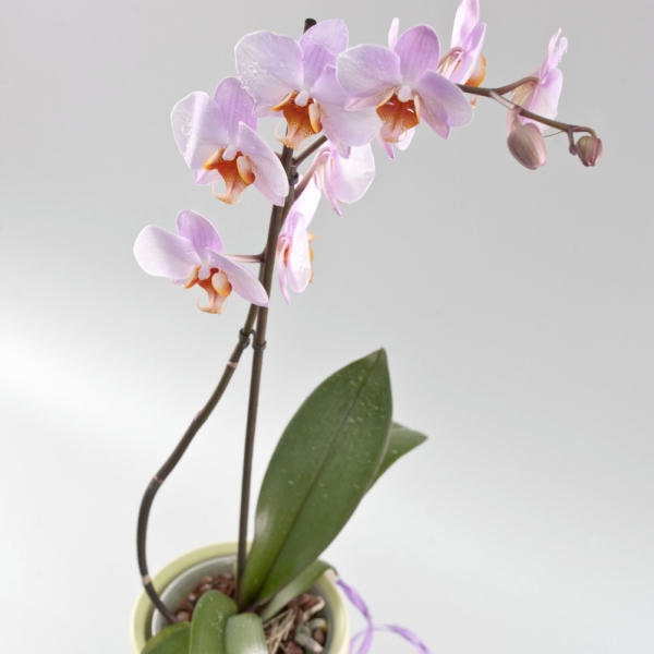 Что делать с орхидеей после цветения?