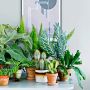 Удивительные растения для каждой комнаты