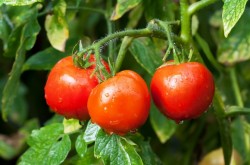 Подкормка помидор после высадки в грунт: 3 универсальных рецепта
