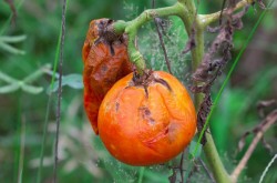 Чем полить помидоры для быстрого роста и образования завязи
