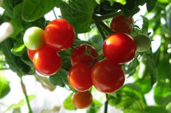 Чем подкормить рассаду томатов, чтобы она была крепкой