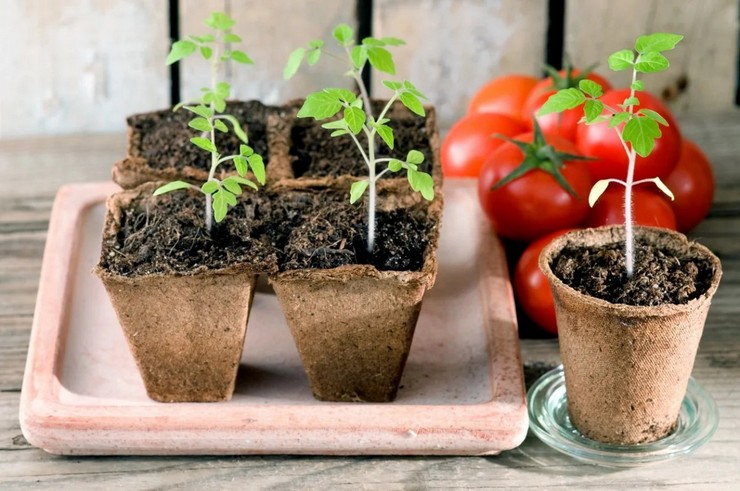 Чем подкормить рассаду томатов, чтобы она была крепкой