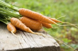 Как посадить морковь, чтобы быстро взошла и её не прореживать