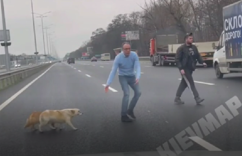 Под Киевом водитель остановил движение на трассе ради спасения собак: появилось трогательное видео
