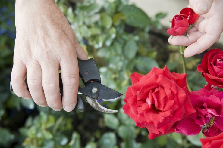 Как правильно обрезать комнатные розы