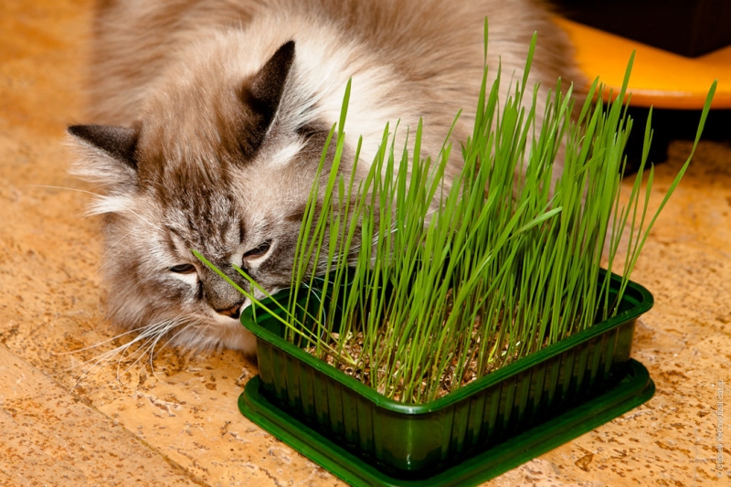 Трава для кота