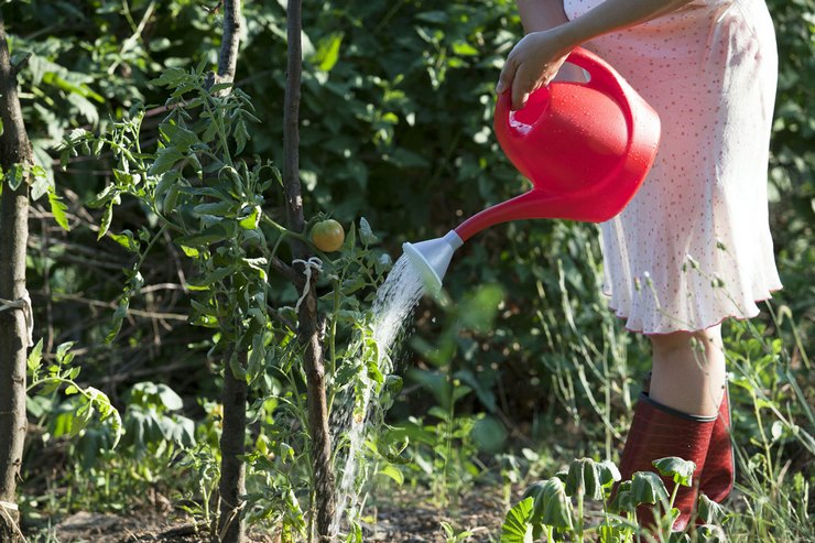Чем полить помидоры для быстрого роста и образования завязи
