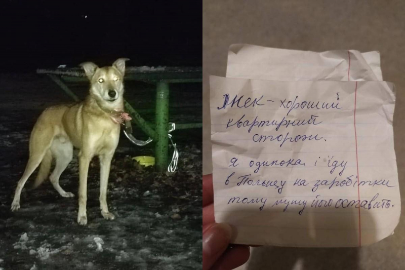 Собаке, брошенной в киевском парке, нашли новую семью: предыдущая хозяйка оставила записку и уехала в Польшу (фото)