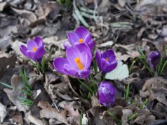 Язык цветов: значение крокуса