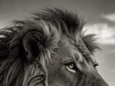 Голова Льва: Таинственный Рисунок на Кофейной Гуще