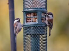 Птицы в доме: толкование сна