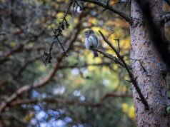 Маленький вороненок во сне: толкование