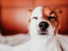 Почему собака лижет лицо во сне