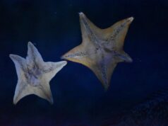 Яркая звезда Альфа Южной Рыбы