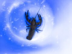 Совместимость Скорпиона и Стрельца в работе