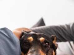 Коричневая собака во сне: толкование