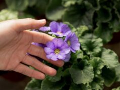 Фиалка: значение в языке цветов