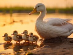 Сны об утках и гусях: толкование