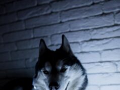 Сон про хаски: значение и толкование