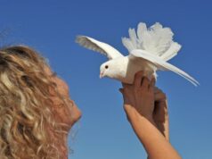 К чему снится белый голубь