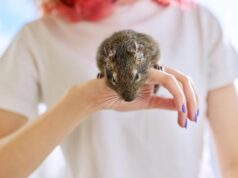 К чему снится клещ на кошке