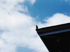 Лазить по крышам во сне: толкование