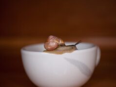 Морской конек на кофейной гуще: значение